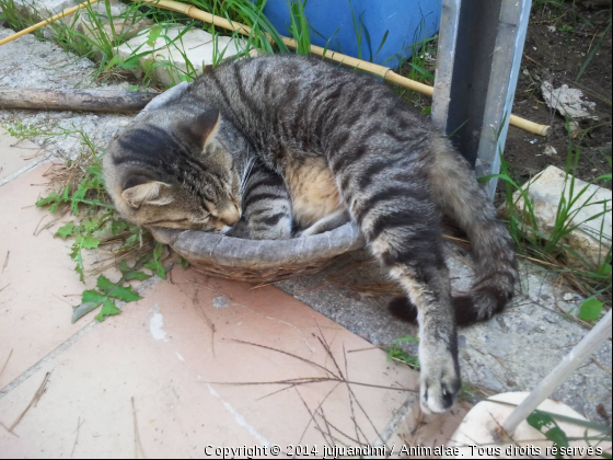 mon chat tigri qui ma quitter 10/07/2011  - Photo de Chats