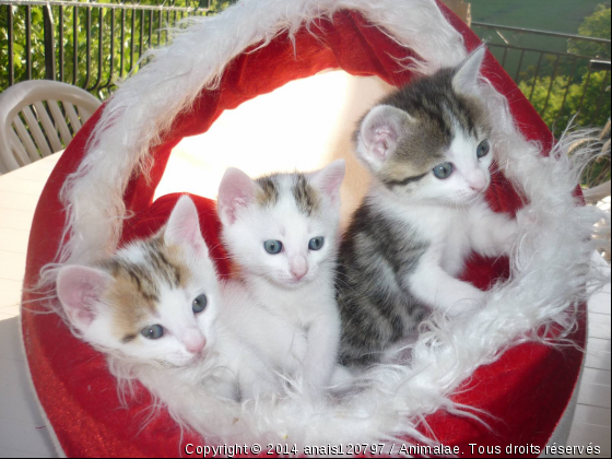 Emy, Lilou et Rose - Photo de Chats