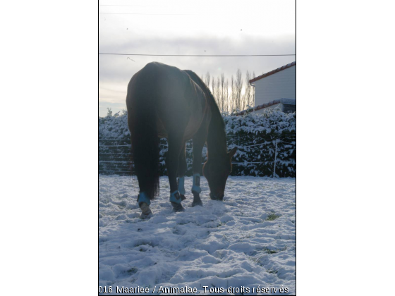 Mon Paradis Blanc.. Mon Ange..  - Photo de Chevaux