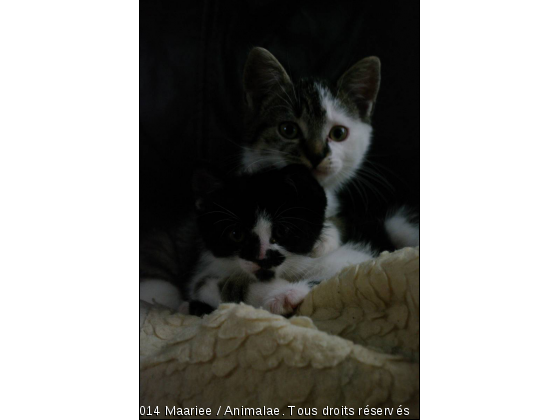 &quot; Regarde il y a une boite noire qui nous regarde ! &quot; - Photo de Chats