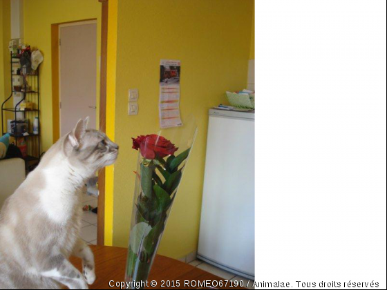 mon ami la rose - Photo de Chats