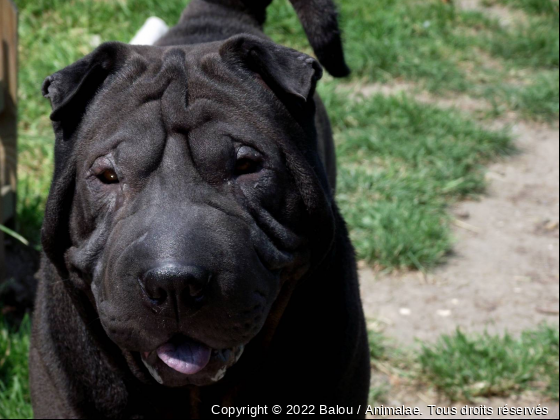 Baloo - Photo de Chiens