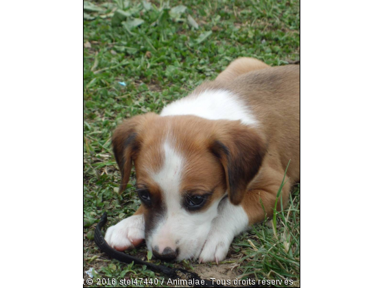 bébé chiots - Photo de Chiens