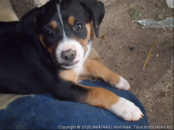 bébé chiots - Photo de Chiens