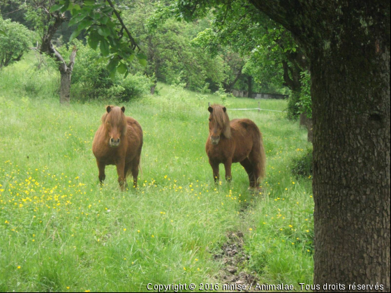 cracotte &amp; indiènne  - Photo de Chevaux