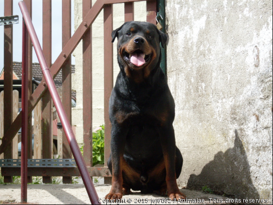 coucou c moi - Photo de Chiens