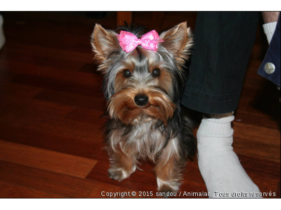 FIFI - Photo de Chiens