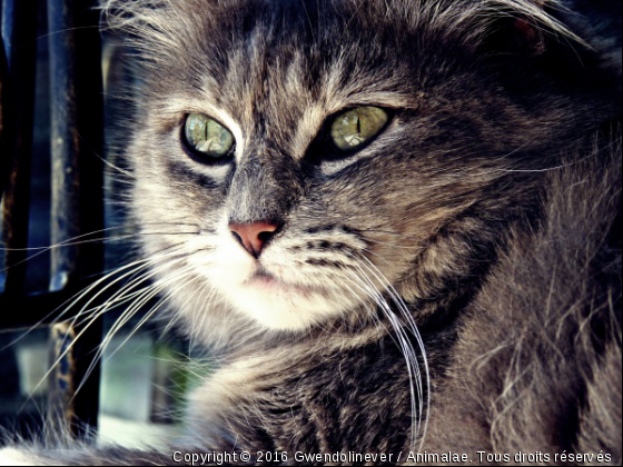 Misty♥ - Photo de Chats