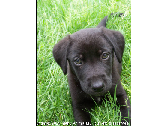 blacky - Photo de Chiens