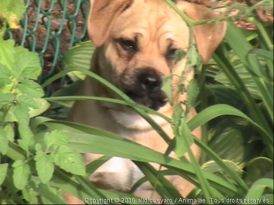 yaro  - Photo de Chiens