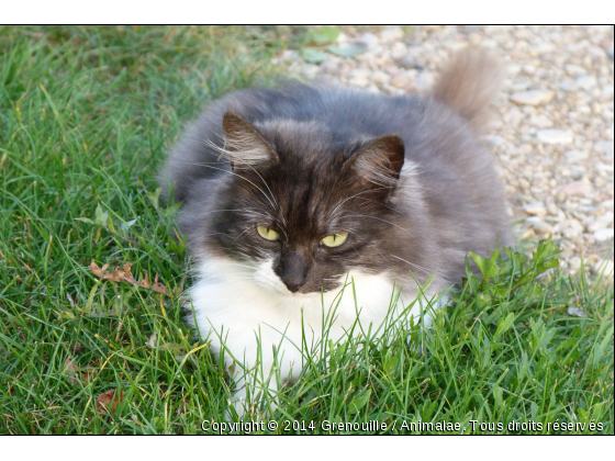 Plume - Photo de Chats