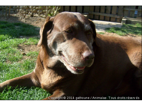 Régate Labrador Chocolat - Photo de Chiens