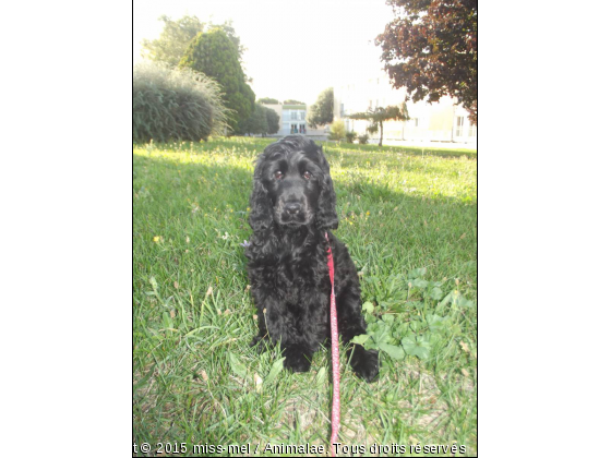 gadget - Photo de Chiens