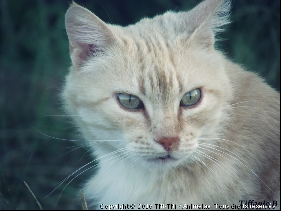 Tigrou ! :) - Photo de Chats