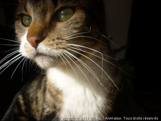 Bibi - Photo de Chats