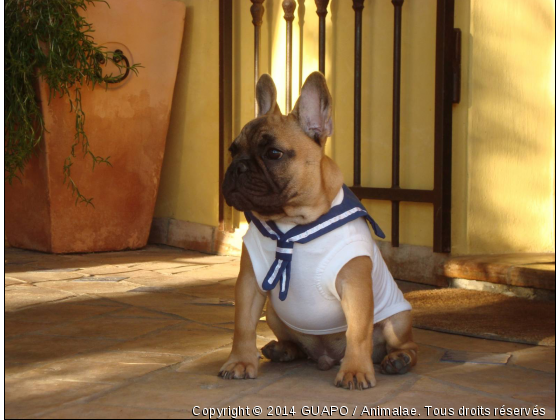 GUAPO bouledogue francais - Photo de Chiens