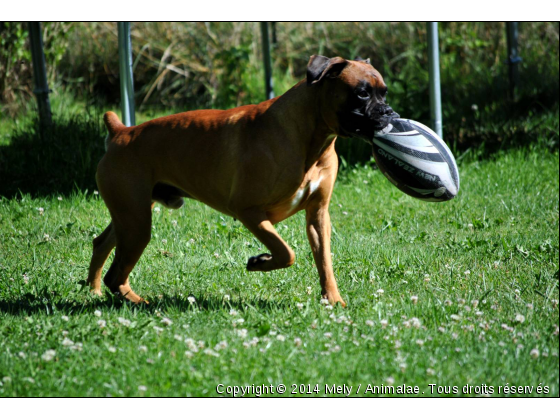 Bosco, boxer de 4 ans. - Photo de Chiens