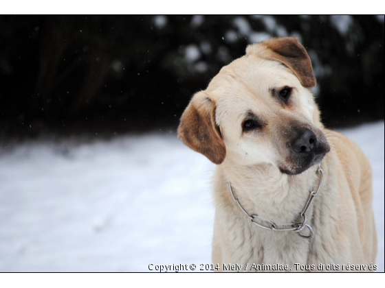 Kanghal, berger d&#039;Anatolie de 4 ans, adorable ! - Photo de Chiens