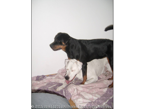 lily et loco - Photo de Chiens