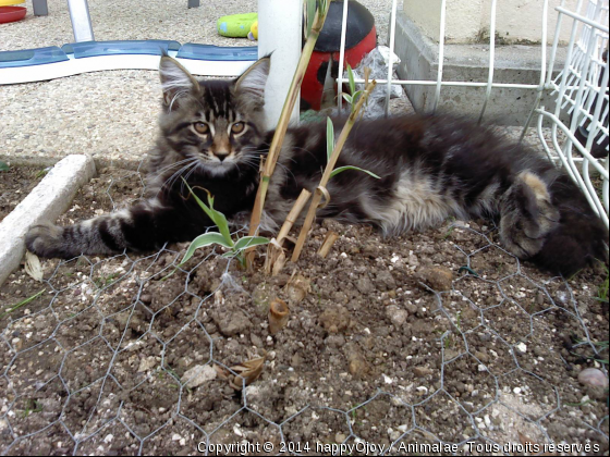 Golyann, Un P&#039;tit Coonie Exceptionnel, Tant Au Niveau Physique Qu&#039;au Niveau Du Caractère...!!! - Photo de Chats