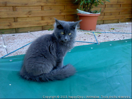 Gi - Blue...Un Coon Somptueusement Beau Et Tout En Delicatesse....!!! - Photo de Chats