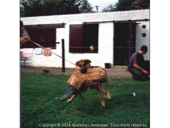 Quetche berger allemand - Photo de Chiens