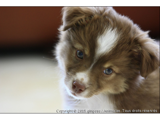 GINGO  - Photo de Chiens