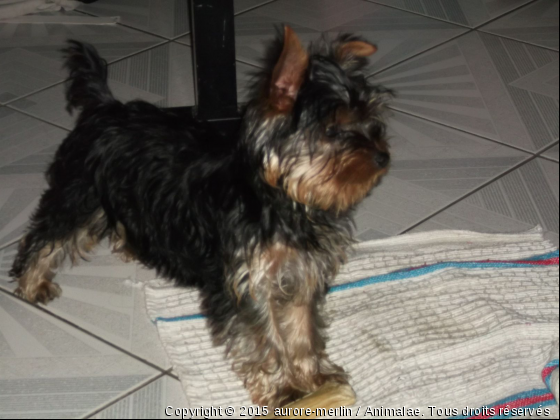 merlin ♥ - Photo de Chiens