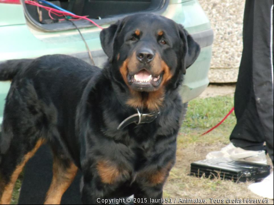 Balou - Photo de Chiens