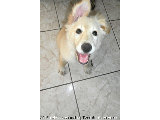 nala - Photo de Chiens