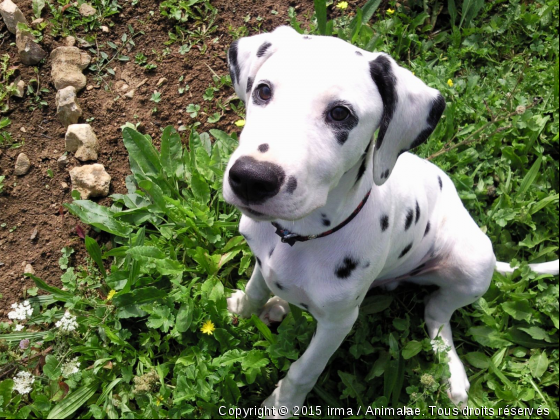 prince tout petit - Photo de Chiens