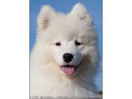 voila GEENHA une petite samoyéde - Photo de Chiens