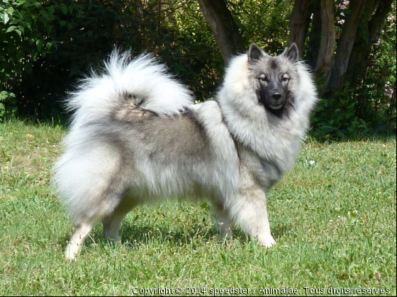 Voila FUNNY mon spitz loup - Photo de Chiens