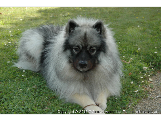 CHIPS  - Photo de Chiens