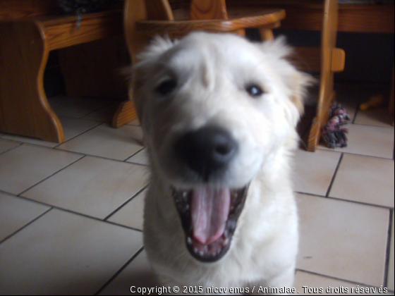 le nounours - Photo de Chiens