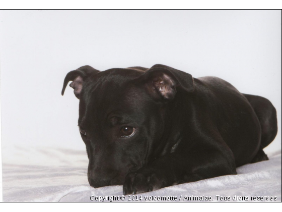 Tendre regard &lt;3 - Photo de Chiens