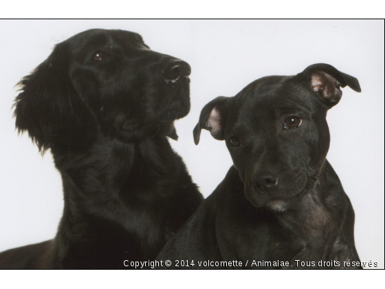 Une complicité inexiplicable  - Photo de Chiens