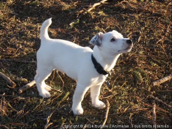 google - Photo de Chiens