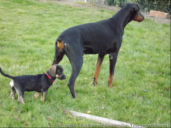  PETITE ET GRANDE RACE  - Photo de Chiens