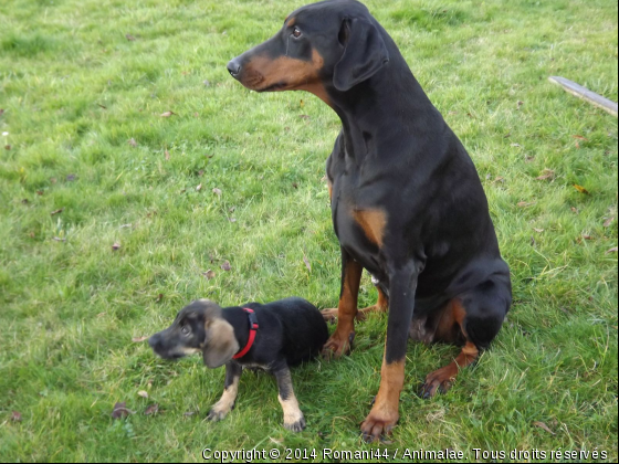 la grande et la petite  - Photo de Chiens