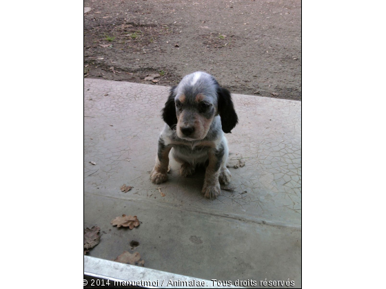 Gala - Photo de Chiens