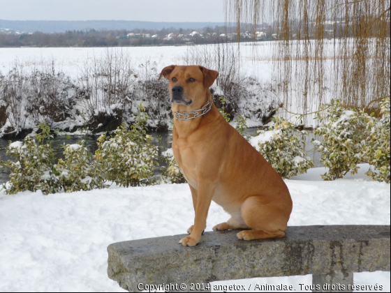 mon beau tox  - Photo de Chiens