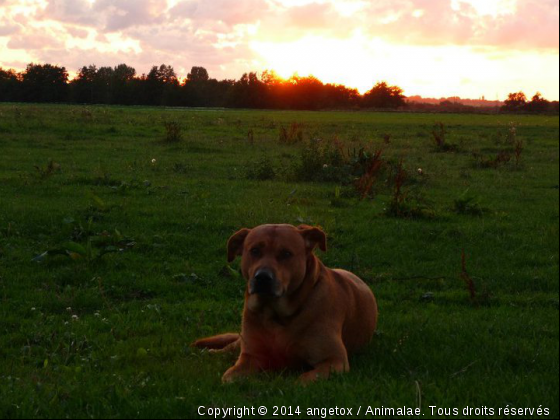 tox adore les photo et moi j adore je prendre en photo - Photo de Chiens