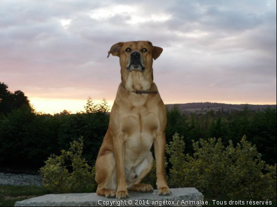 tox adore les photo et moi j adore je prendre en photo - Photo de Chiens