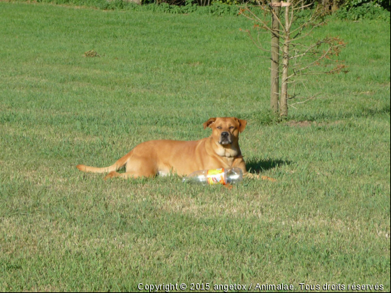 tox 5 ans  - Photo de Chiens