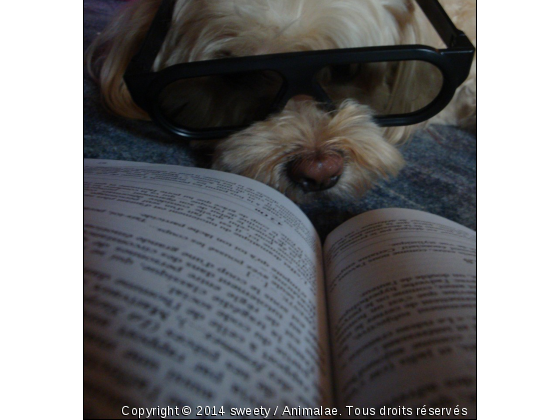 Quand les chiens se mettent eux aussi à la lecture... - Photo de Chiens