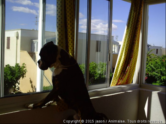 diego - Photo de Chiens