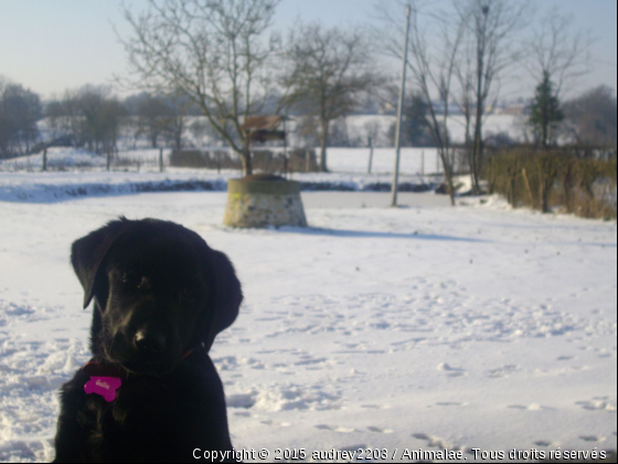 &quot;un froid de chien&quot; - Photo de Chiens