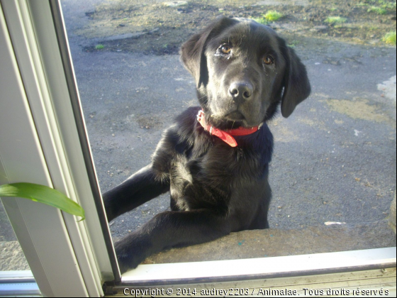 Un petit coucou à la fenêtre - Photo de Chiens