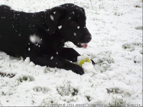 C&#039;est bon, mais c&#039;est froid!!!! - Photo de Chiens